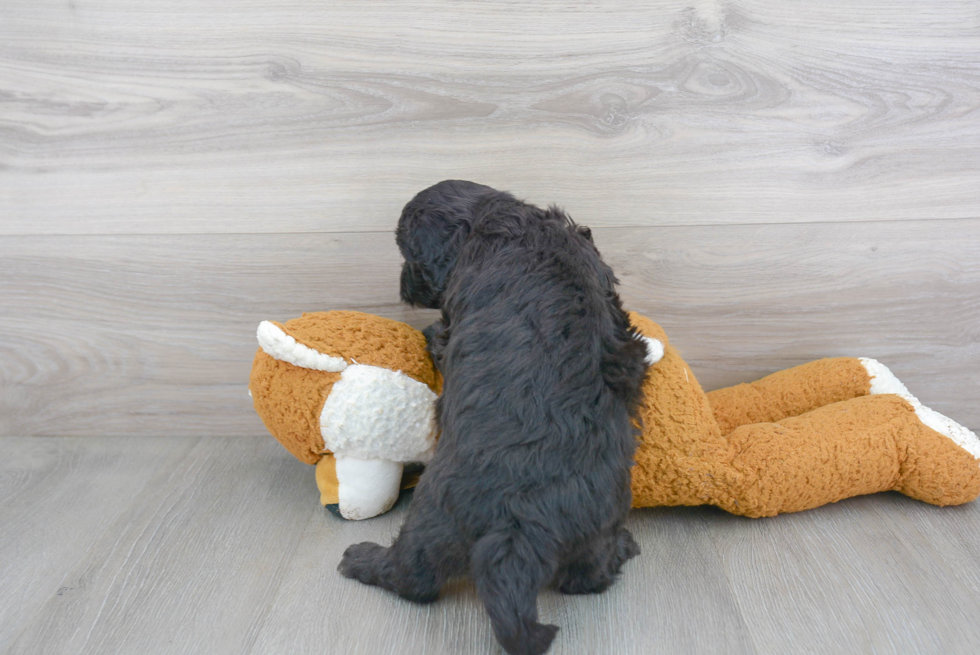 Mini Goldendoodle Pup Being Cute