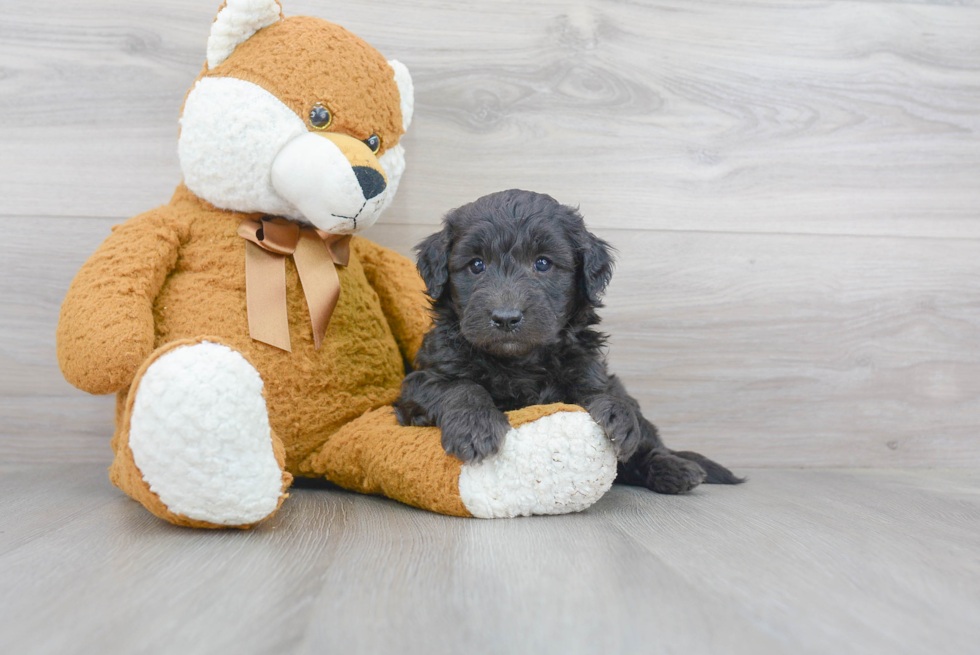 Playful Golden Retriever Poodle Mix Puppy