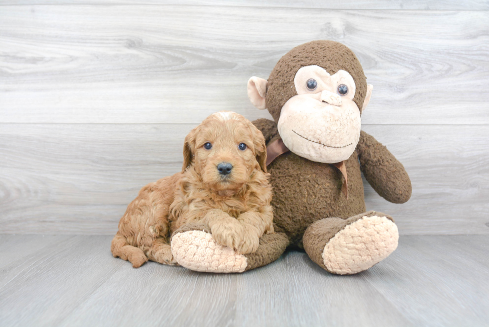 Playful Golden Retriever Poodle Mix Puppy