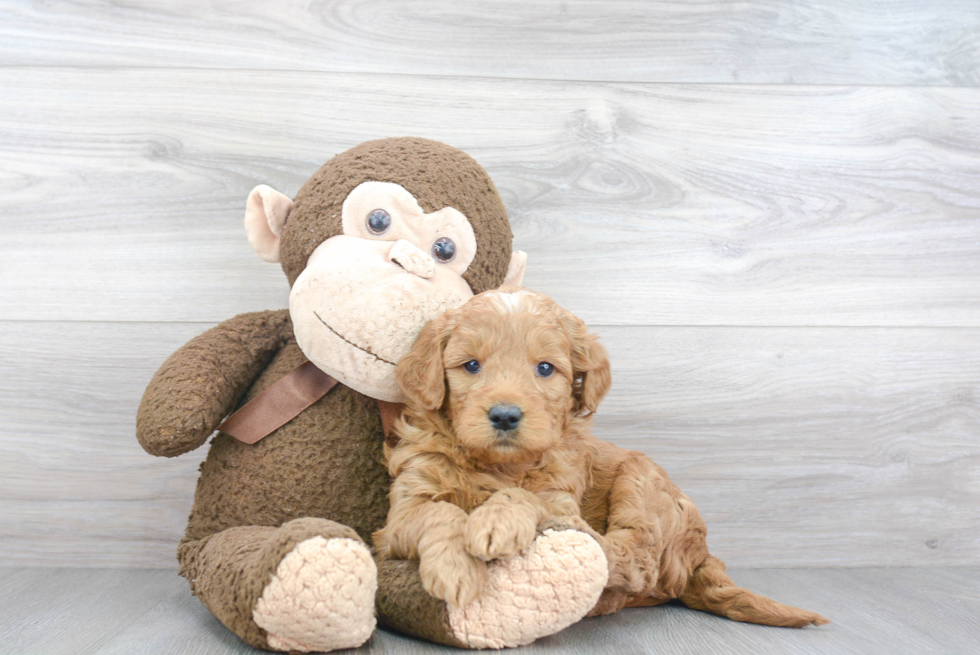 Mini Goldendoodle Pup Being Cute