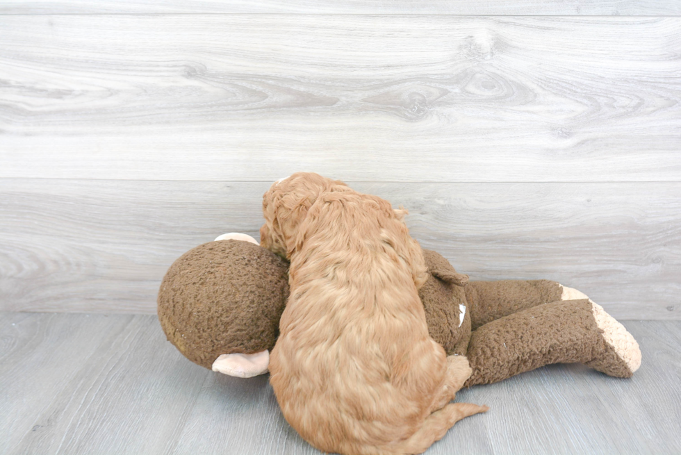 Mini Goldendoodle Puppy for Adoption