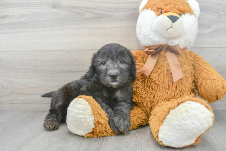 Mini Goldendoodle Pup Being Cute