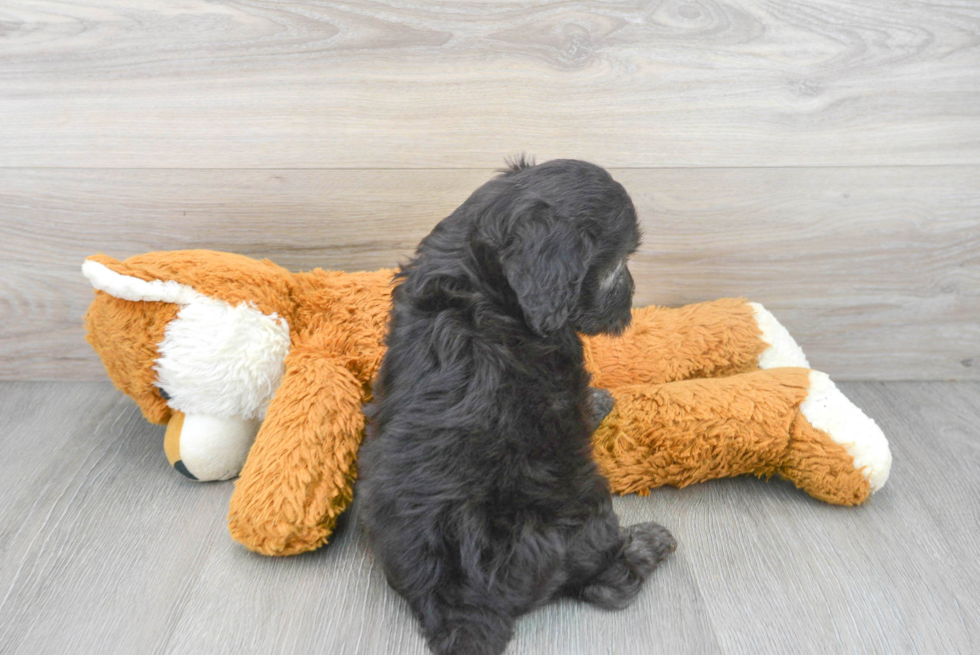 Mini Goldendoodle Puppy for Adoption