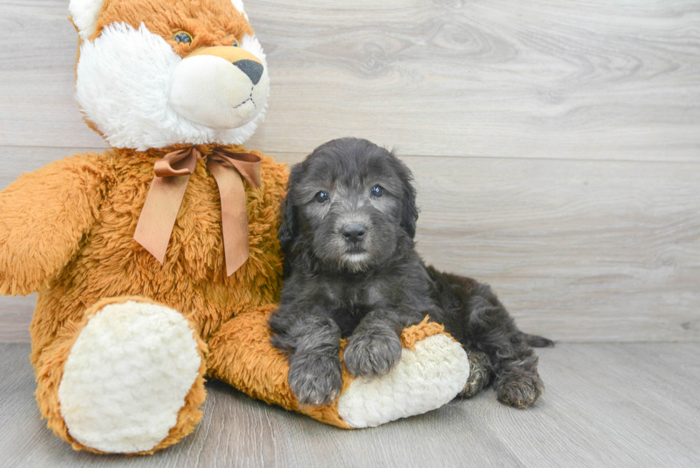 Petite Mini Goldendoodle Poodle Mix Pup