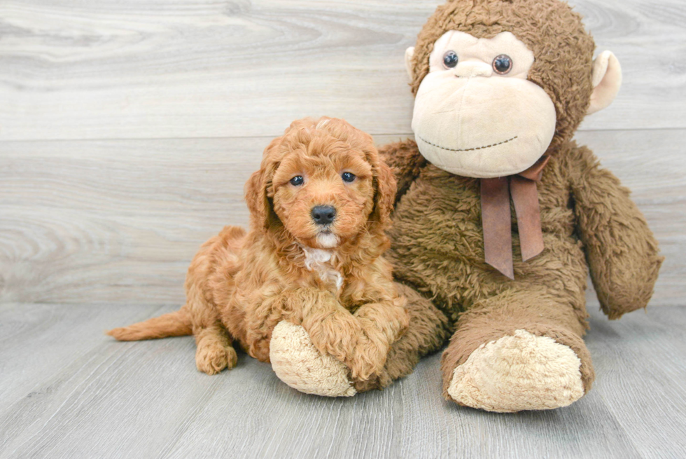 Hypoallergenic Golden Retriever Poodle Mix Puppy