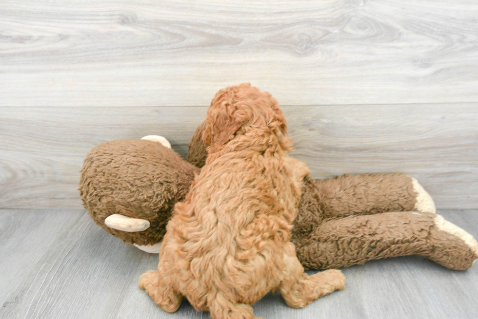 Mini Goldendoodle Pup Being Cute