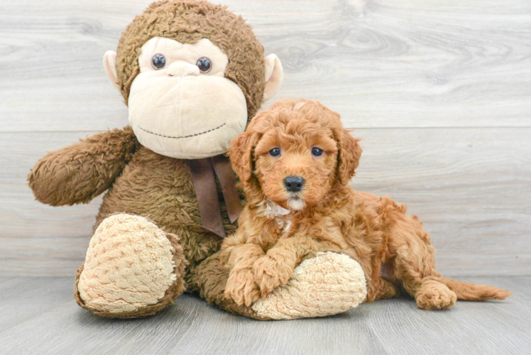 Mini Goldendoodle Pup Being Cute