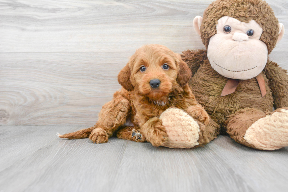 Best Mini Goldendoodle Baby