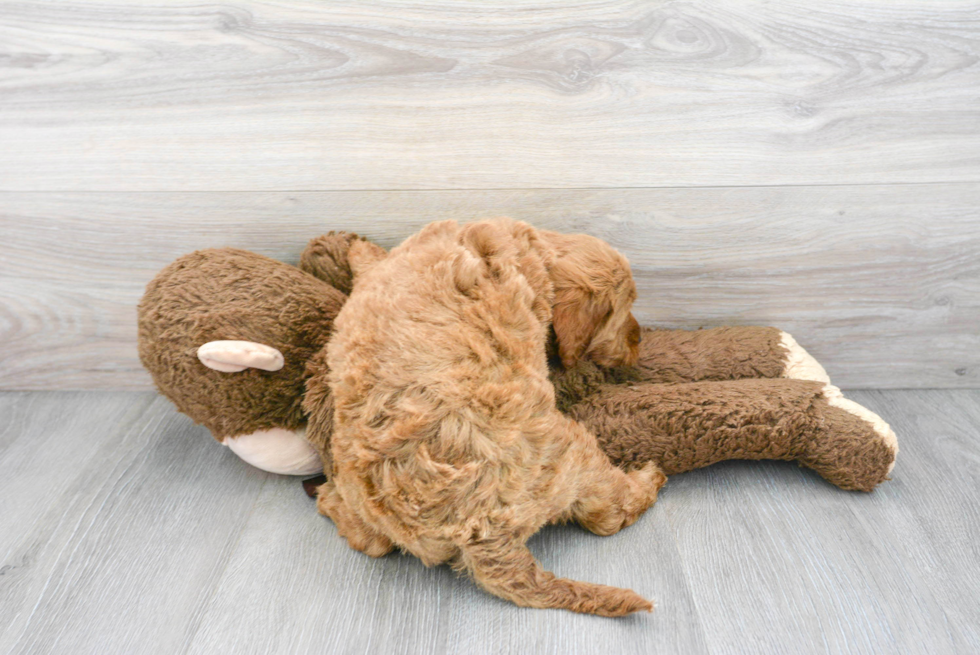 Sweet Mini Goldendoodle Baby