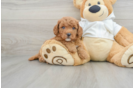 Small Mini Goldendoodle Baby