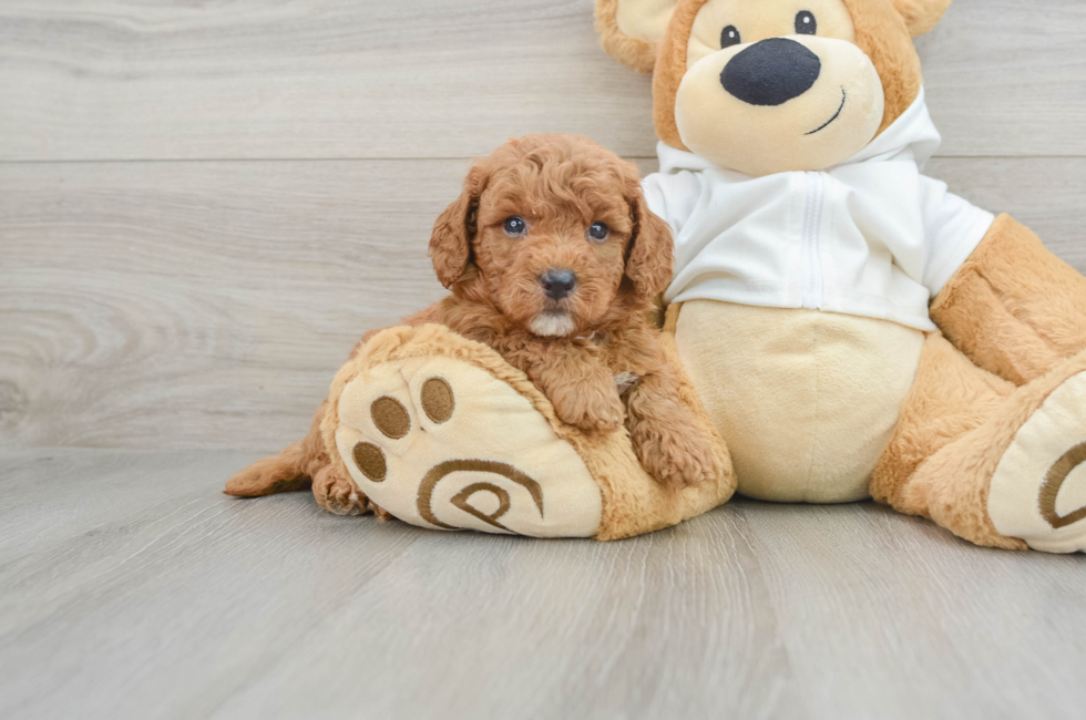 6 week old Mini Goldendoodle Puppy For Sale - Premier Pups