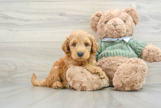 Smart Mini Goldendoodle Poodle Mix Pup