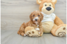 Little Mini Goldenpoo Poodle Mix Puppy