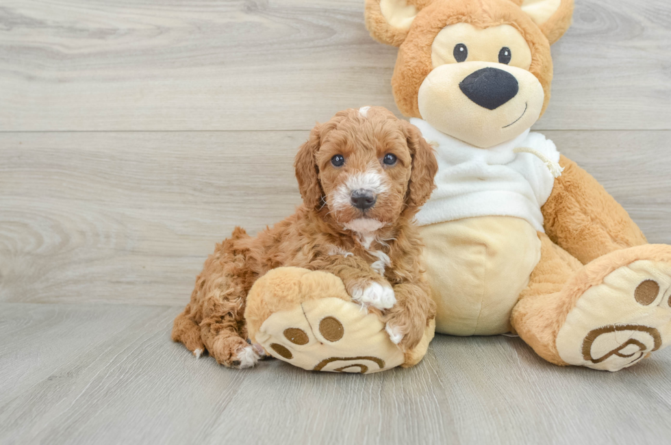 6 week old Mini Goldendoodle Puppy For Sale - Premier Pups