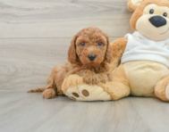 8 week old Mini Goldendoodle Puppy For Sale - Premier Pups