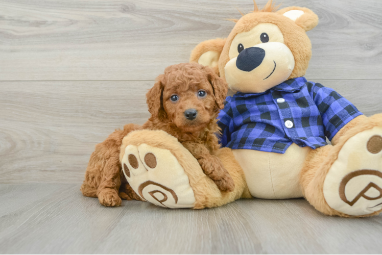 Mini Goldendoodle Pup Being Cute