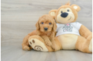 Cute Mini Goldendoodle Baby