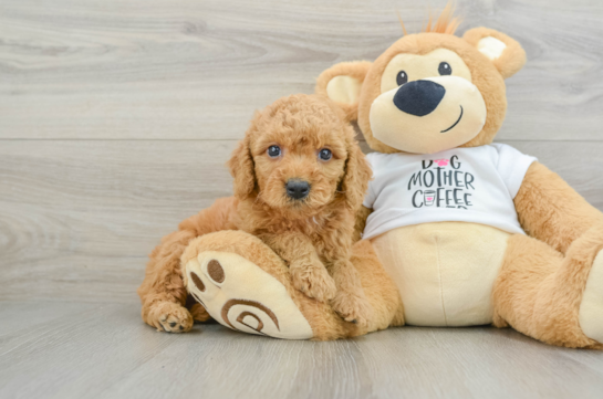 Cute Mini Goldendoodle Baby