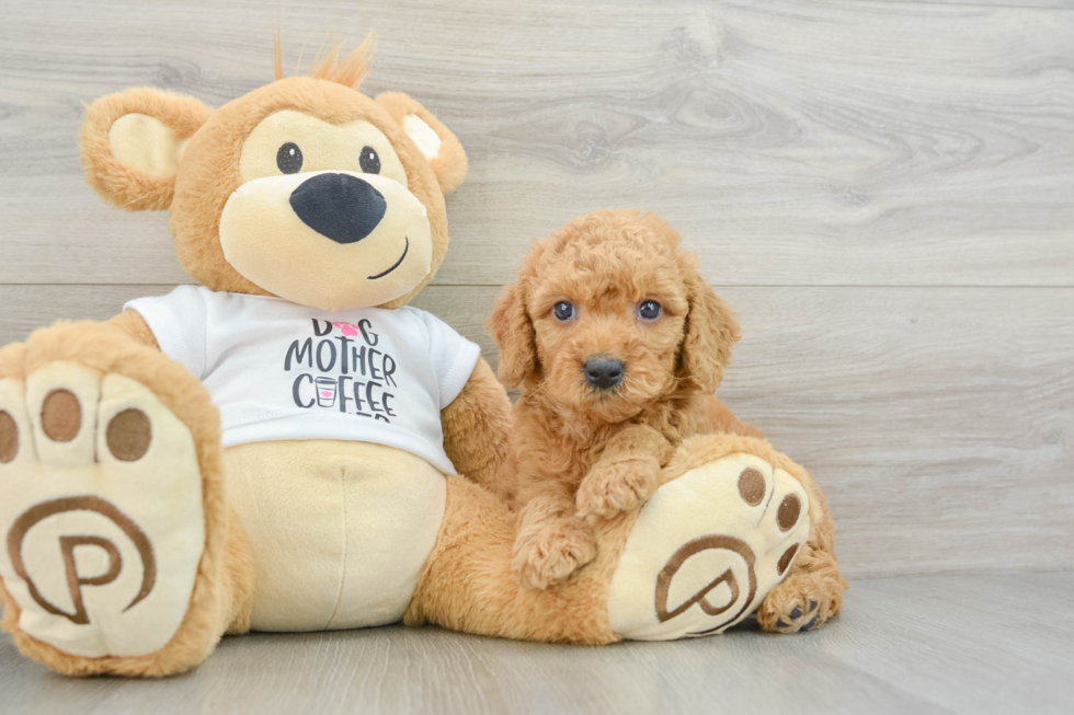 Best Mini Goldendoodle Baby