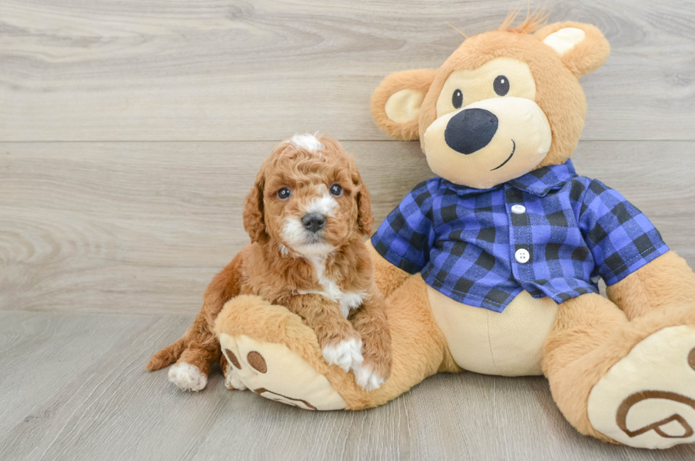 5 week old Mini Goldendoodle Puppy For Sale - Premier Pups