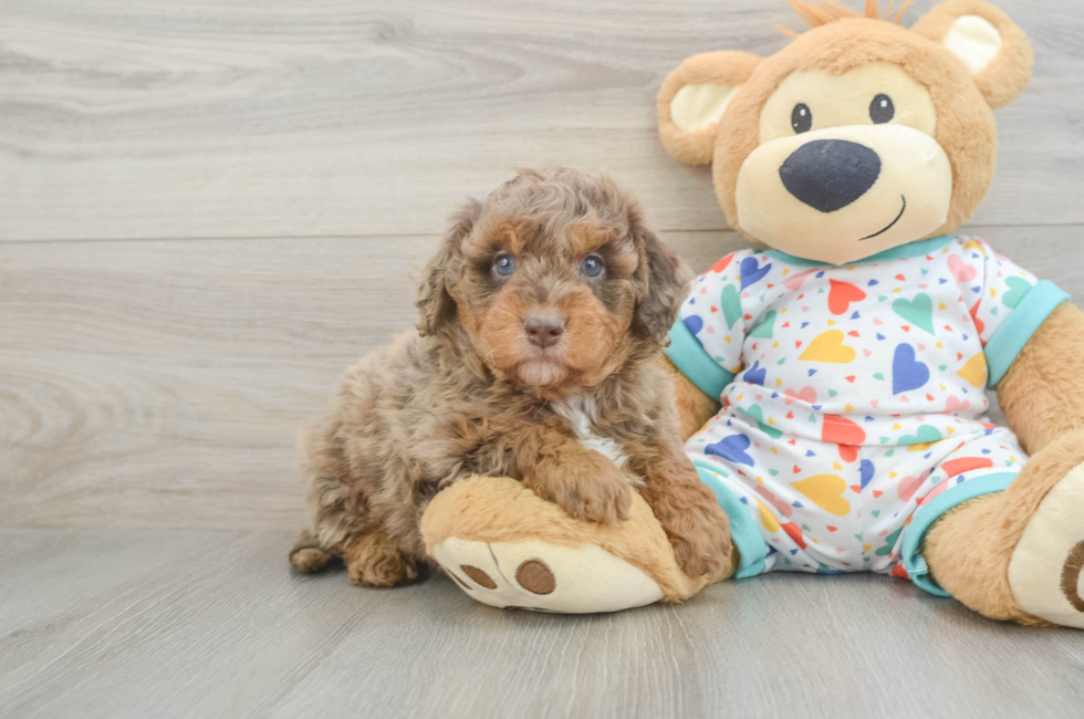6 week old Mini Goldendoodle Puppy For Sale - Premier Pups