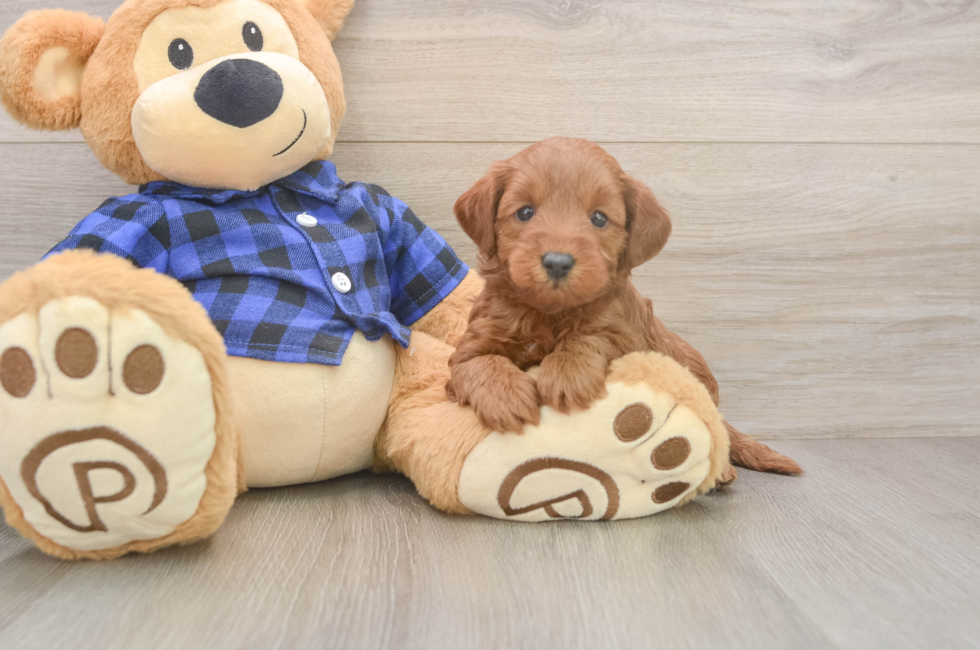 5 week old Mini Goldendoodle Puppy For Sale - Premier Pups