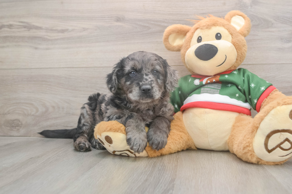 Mini Goldendoodle Puppy for Adoption