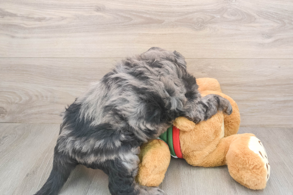 Hypoallergenic Mini Goldiepoo Poodle Mix Puppy
