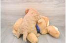 Mini Goldendoodle Pup Being Cute