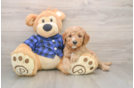 Petite Mini Goldendoodle Poodle Mix Pup