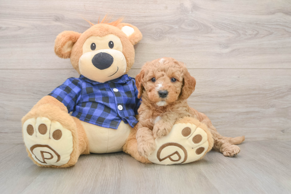 Petite Mini Goldendoodle Poodle Mix Pup