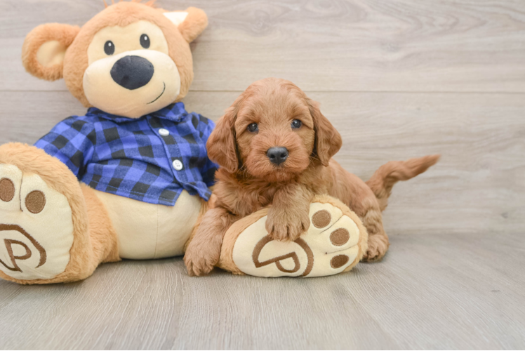 Mini Goldendoodle Pup Being Cute