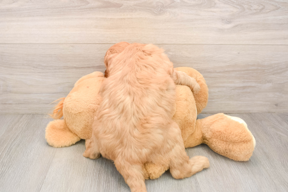 Adorable Golden Retriever Poodle Mix Poodle Mix Puppy