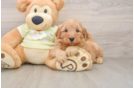 Fluffy Mini Goldendoodle Poodle Mix Pup