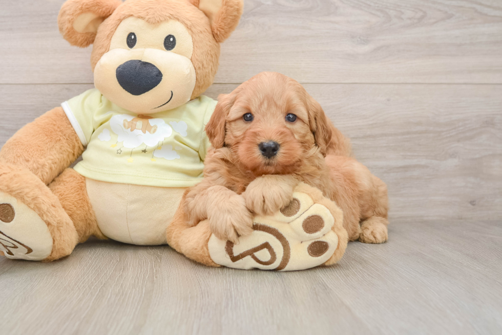 Fluffy Mini Goldendoodle Poodle Mix Pup