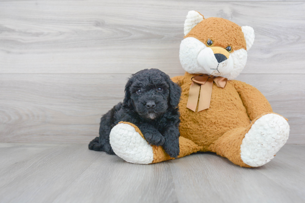 Mini Goldendoodle Pup Being Cute