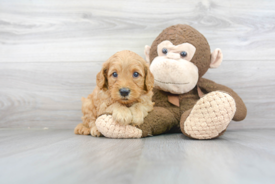 Cute Mini Goldendoodle Baby