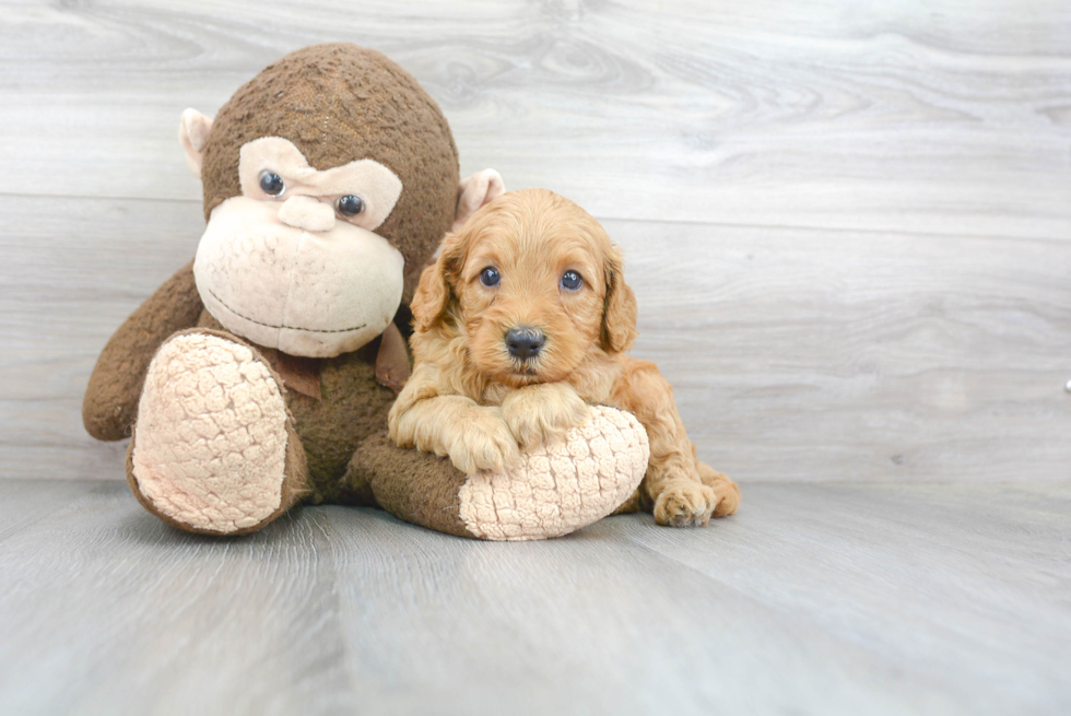 Energetic Golden Retriever Poodle Mix Puppy