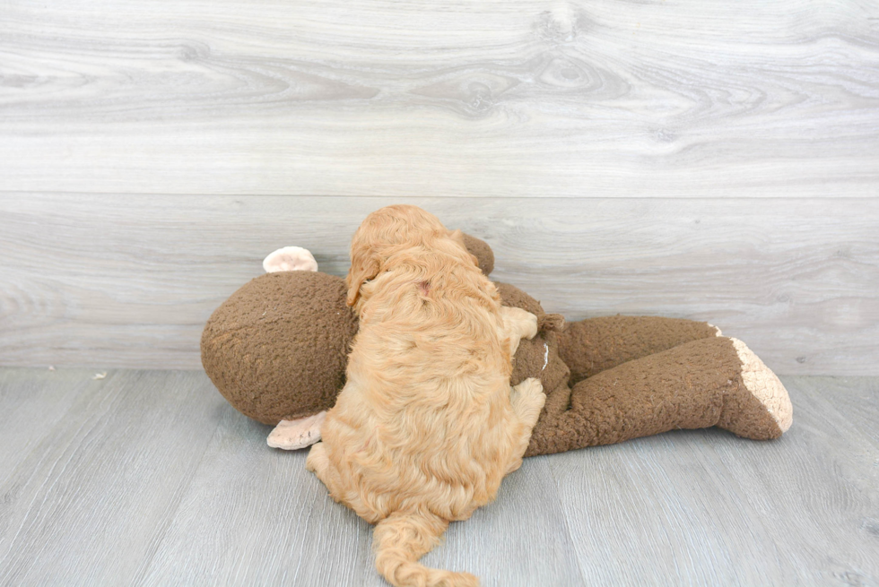 Mini Goldendoodle Puppy for Adoption