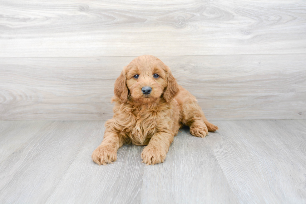 Smart Mini Goldendoodle Poodle Mix Pup