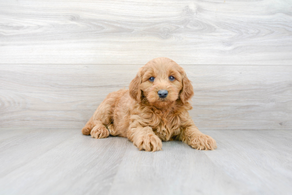 Mini Goldendoodle Puppy for Adoption