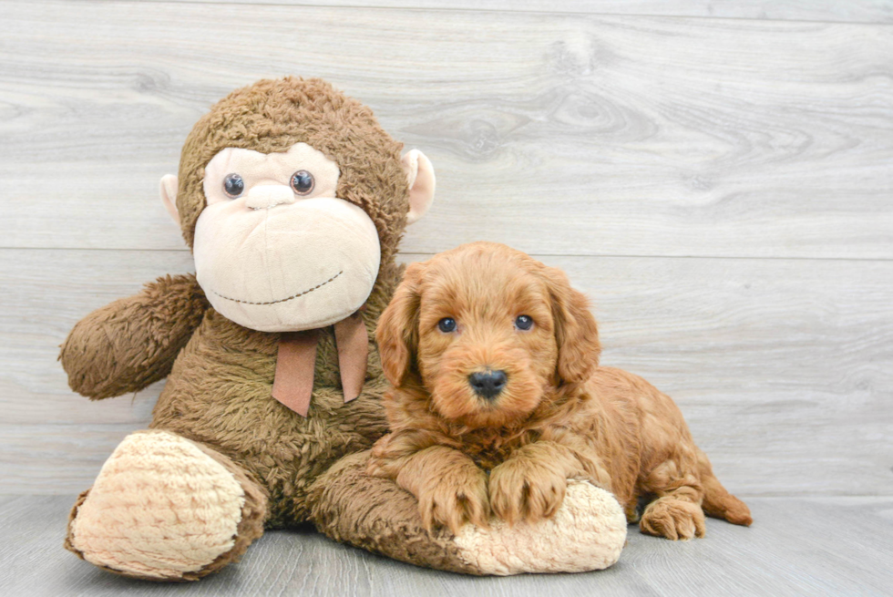 Little Golden Retriever Poodle Mix Puppy