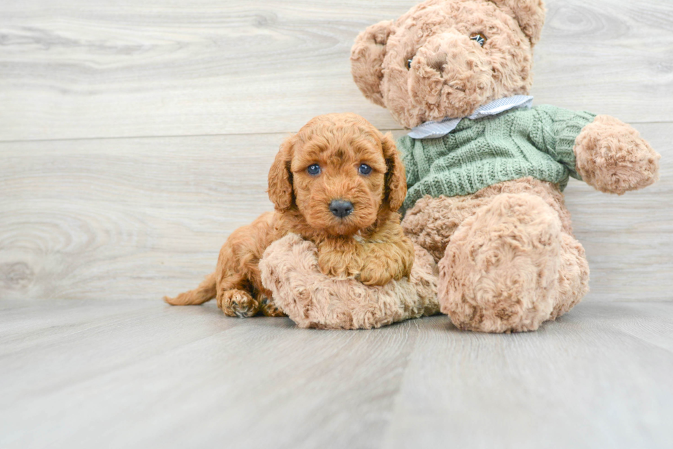 Best Mini Goldendoodle Baby