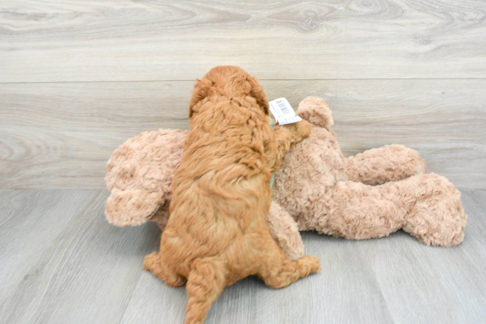 Best Mini Goldendoodle Baby