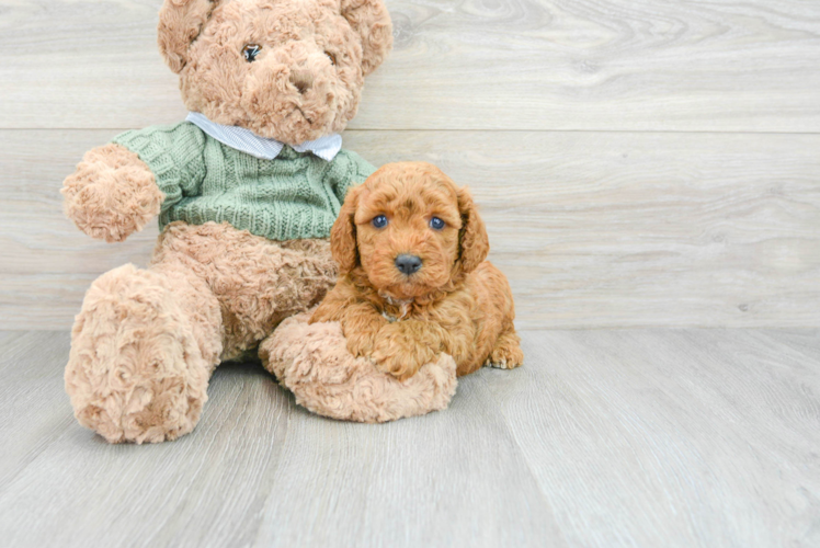 Mini Goldendoodle Puppy for Adoption