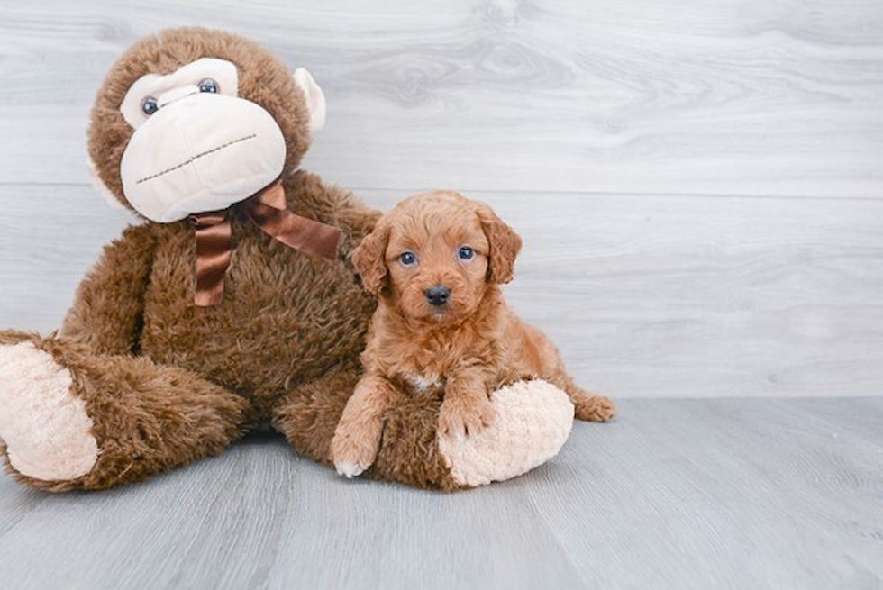 Popular Mini Goldendoodle Poodle Mix Pup