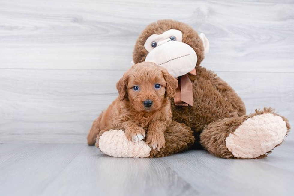 Popular Mini Goldendoodle Poodle Mix Pup