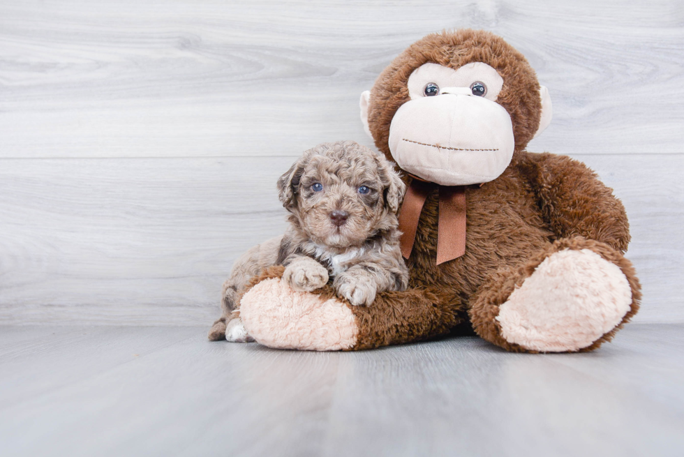 Smart Mini Goldendoodle Poodle Mix Pup