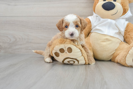 Mini Goldendoodle Pup Being Cute