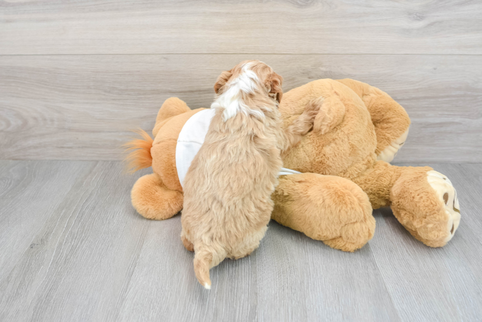 Mini Goldendoodle Pup Being Cute